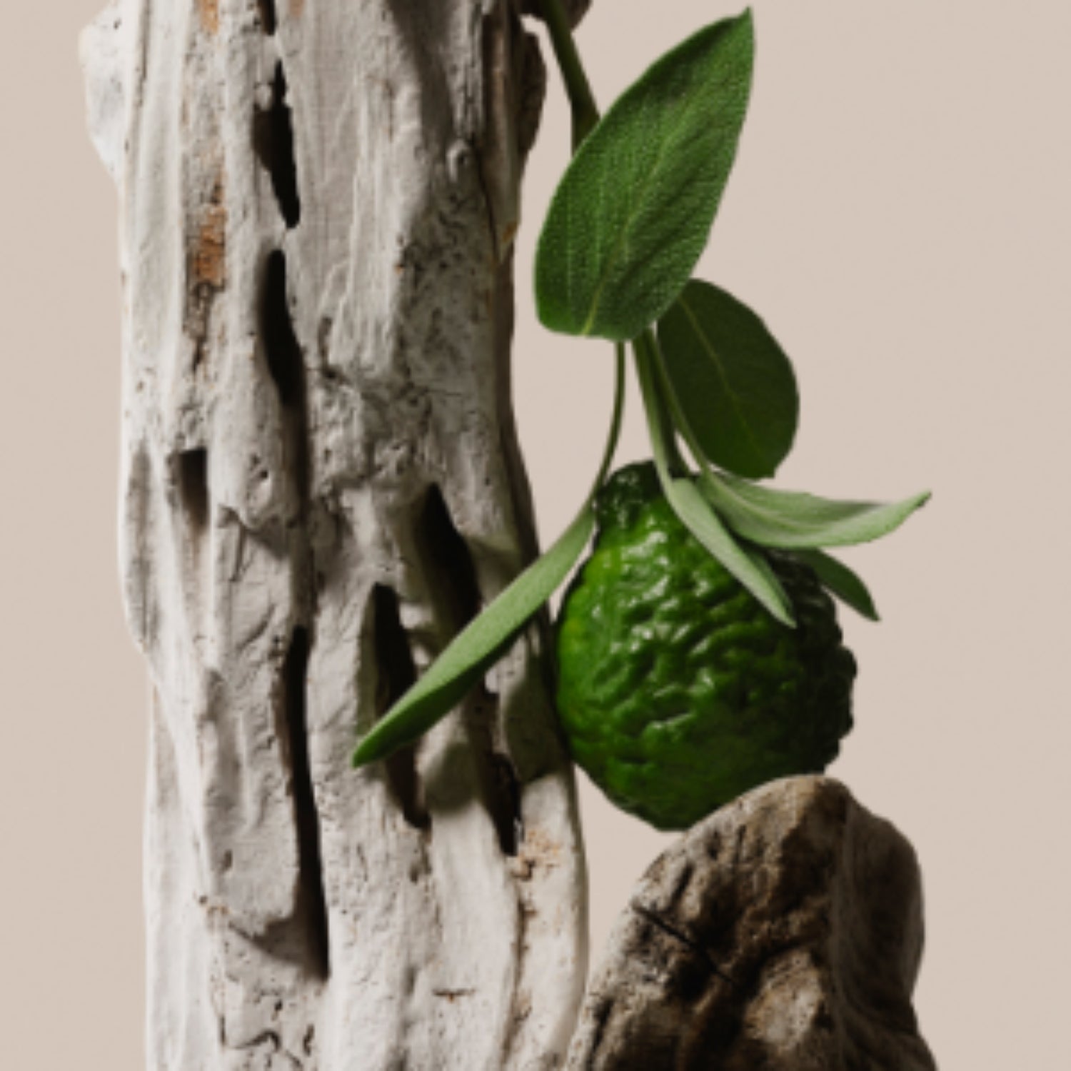Driftwood - Trio - Image 4